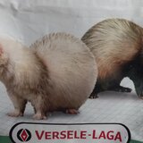 Hrana completa pt. dihori, gratuit (expirata, vedeti poze)